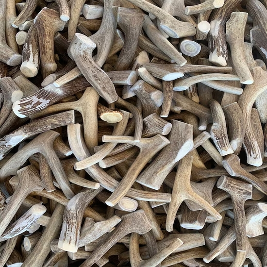 Оленячі роги